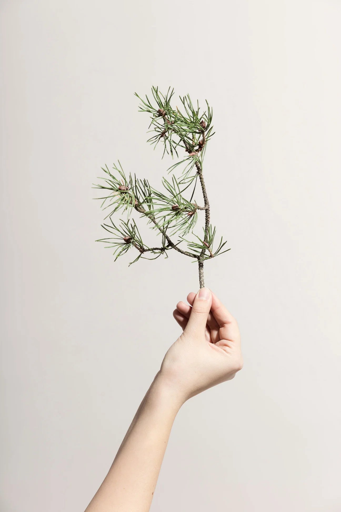 Pinemood1web_1296x_166b5bd5-645b-4f9d-95ea-1015afb7ac29.webp