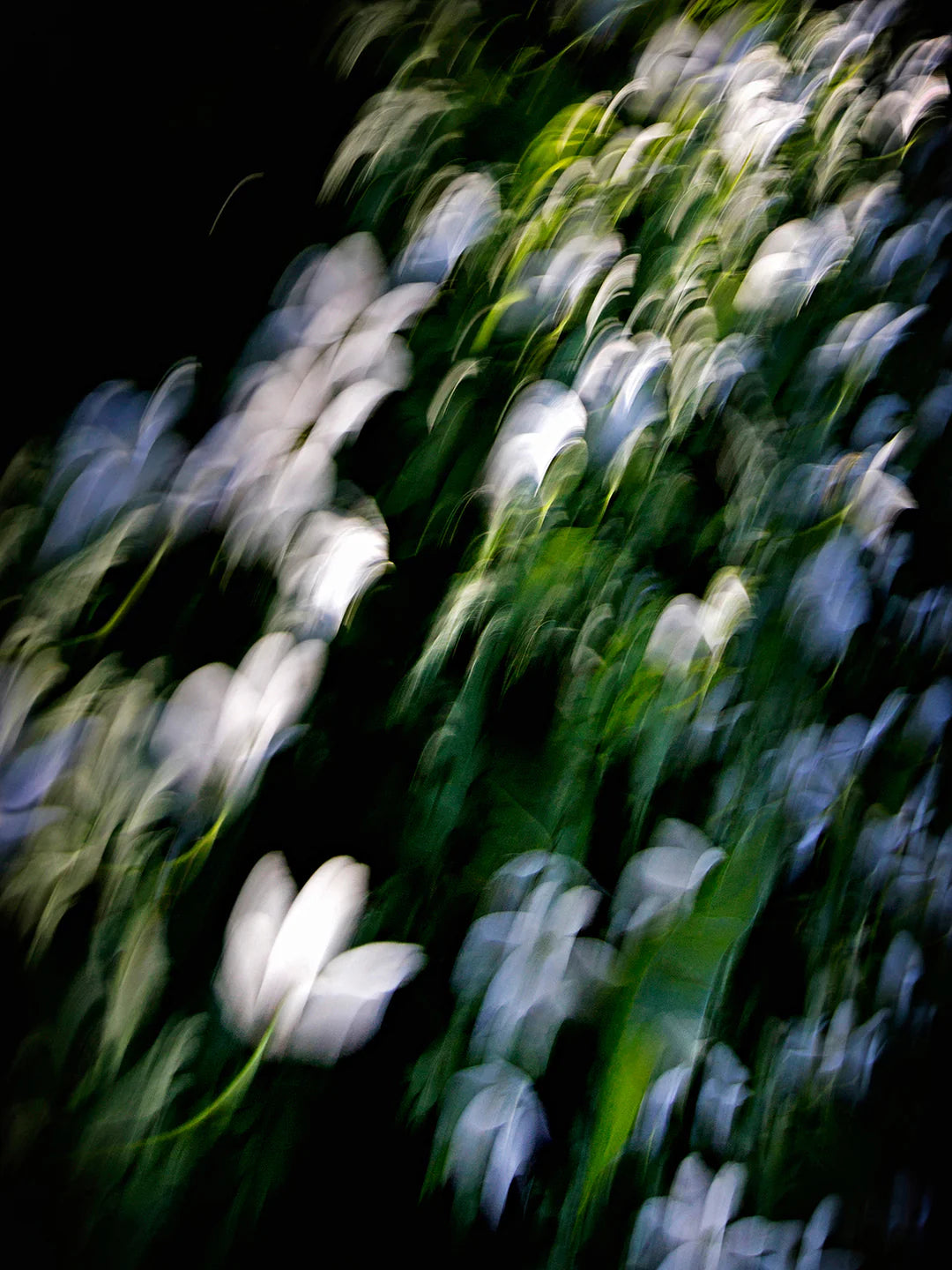 Scent_profile_floral.webp