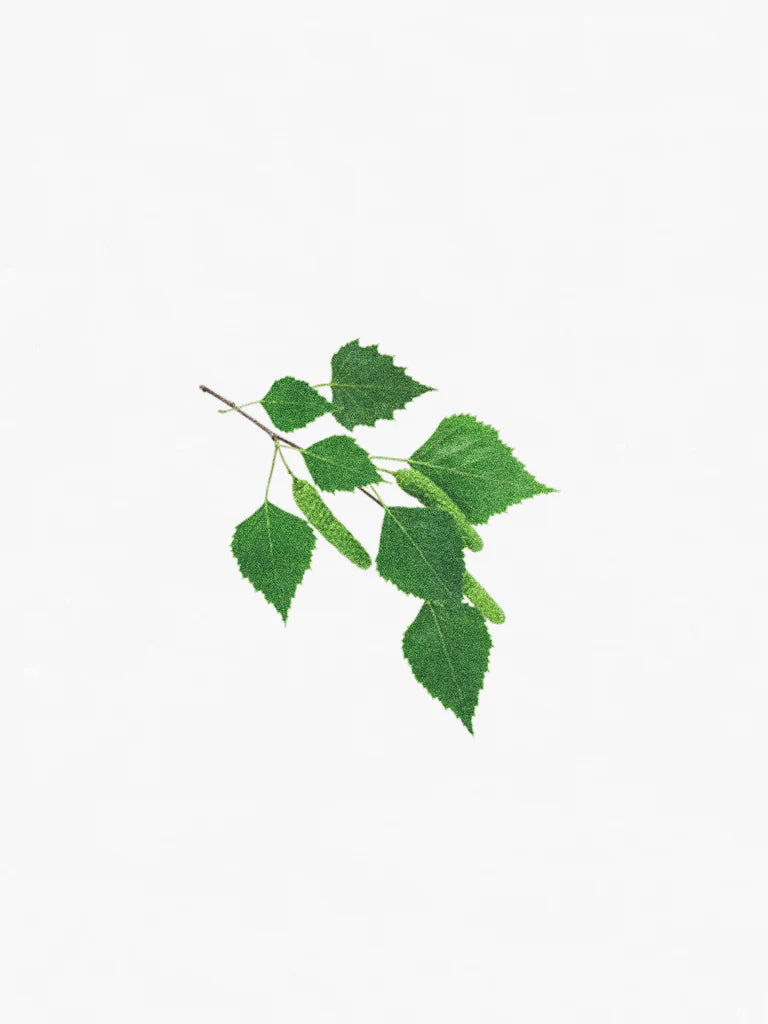 Hetkinen Scented Candle Biofilia