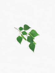 Hetkinen Scented Candle Biofilia