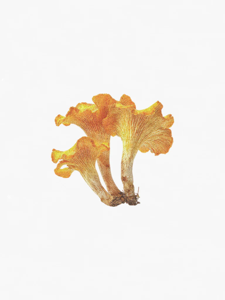 Hetkinen Natural Body Oil Chantarelle