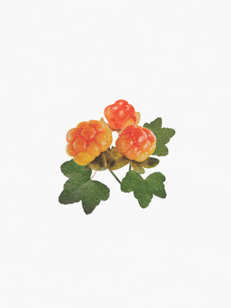 ingredient-cloudberry-hetkinen.webp