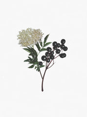 Hetkinen Natural Body Oil Elderberry