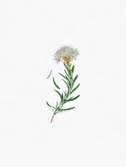 Hetkinen Natural Body Oil Lichen