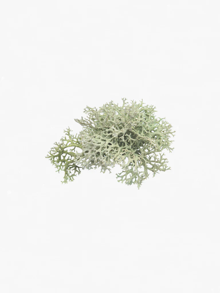 Hetkinen Natural Body Oil Lichen