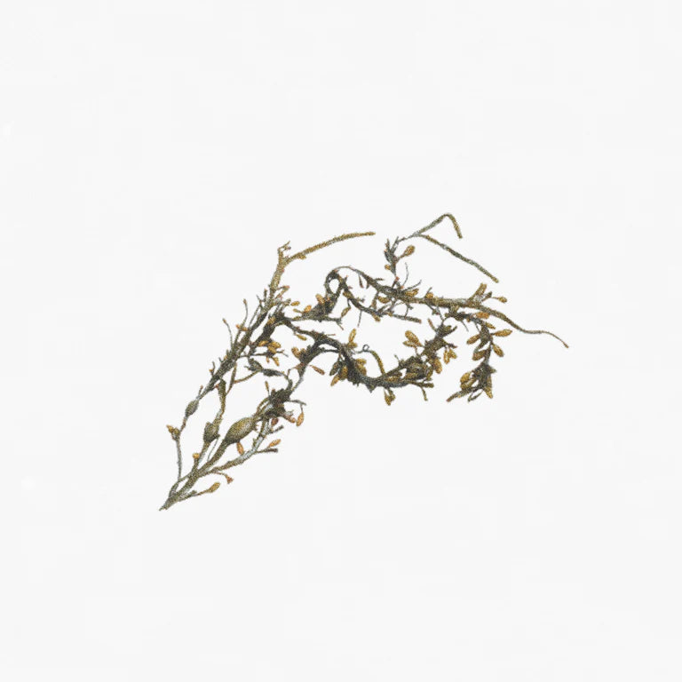ingredient-wrack-hetkinen.webp